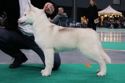 Ruby CACIB Bydgoszcz 15.02.2026